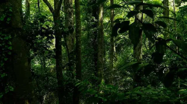Hace 150 000 años los humanos ya habitaban las selvas tropicales de África