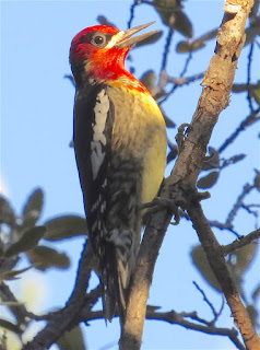 daggetti Red-breasted Sapsucker