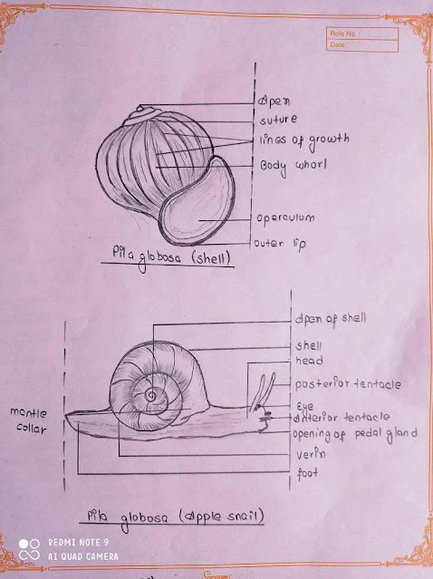 Labelled Diagram of Pila Globosa(Apple Snail) | Figure of Pila Globosa