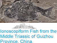 https://sciencythoughts.blogspot.com/2015/04/ionoscopiform-fish-from-middle-triassic.html
