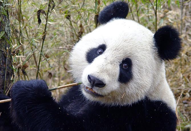 Gambar Dan Foto Lucu Panda Serta Asal Usul Panda