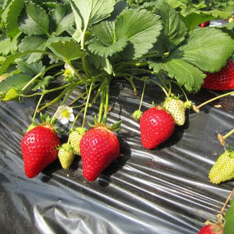 jual bibit buah strawberry california super jumbo paling di cari Mataram