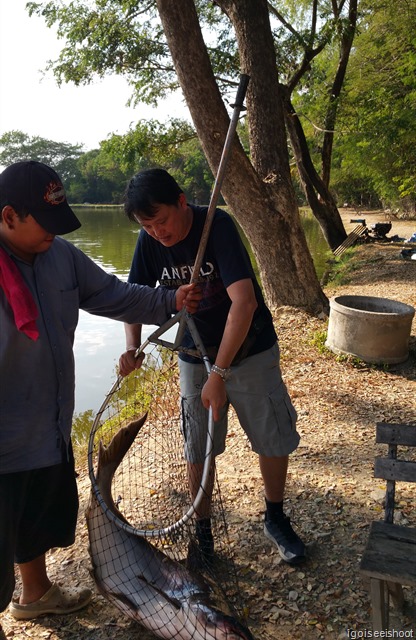  Hauling the Giant Mekong Catfish out with a net at Bo Sang Fishing Park