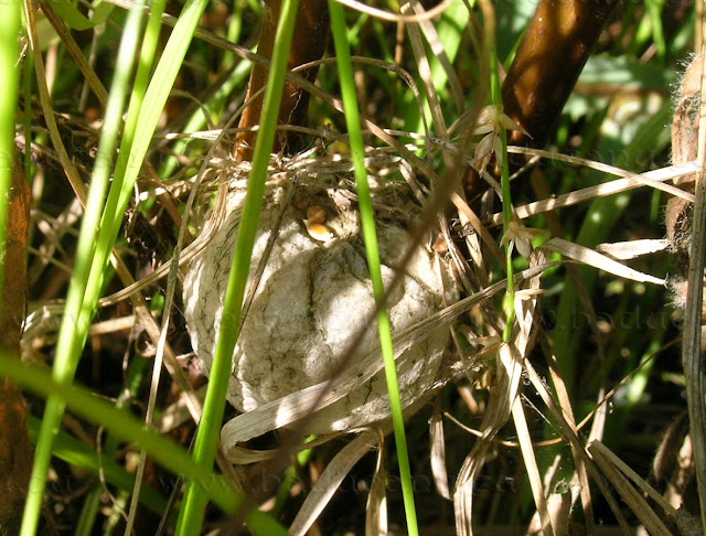 Ovisacco Argiope bruennichi - © www.baducanu.eu