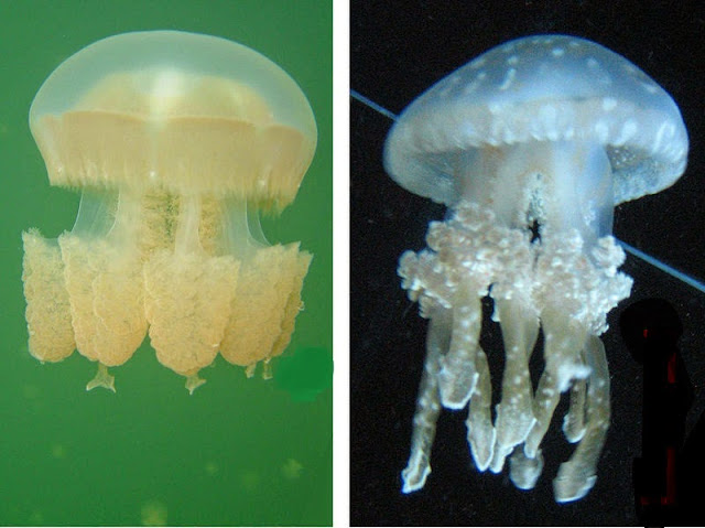 Confronto meduse
