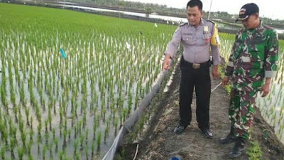 Banyak Petani Tewas Kena Jebakan Tikus Berlistrik,  Awas Pemasangnya Bisa Dipidana!