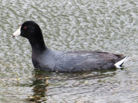 American Coot