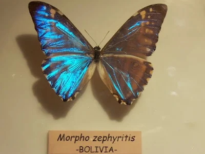 Morpho zephyritis