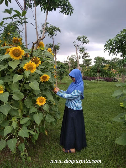 Keberagaman flora di indonesia