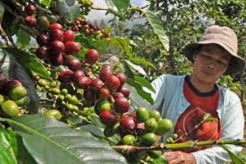 Petani Kopi