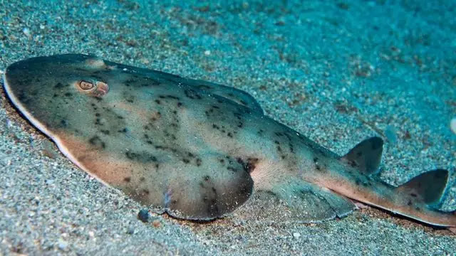 Electric Fish - Shocking Deadliest Electric Fish Species