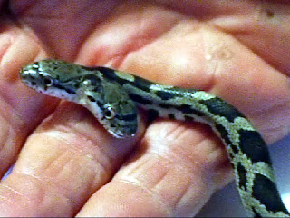 Amazing Two Headed Snakes