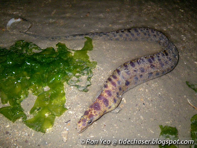 Brown-spotted Moray (Gymnothorax reevesii)