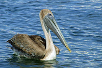 Pelican Birds Information