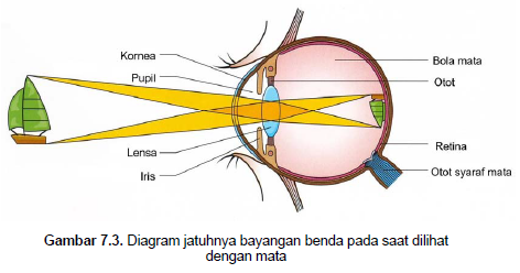 Sistem Alat Indera Mata Telinga Hidung Lidah dan Kulit 