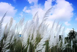 কাশফুলের ফটো ডাউনলোড