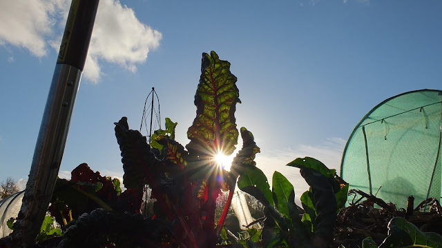 Chard in Winter Sunshine