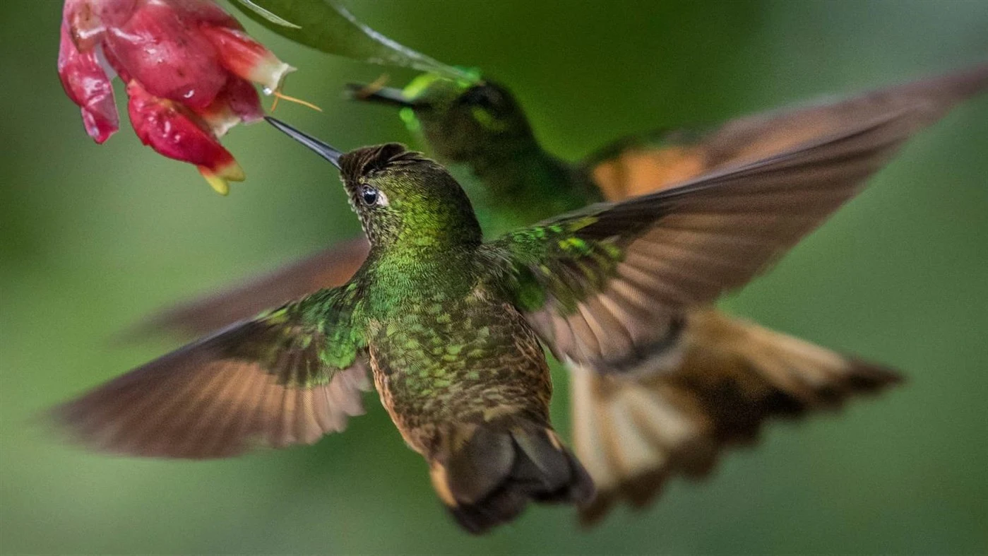 National Geographic Hummingbirds PREMIUM, Tema per Windows 10