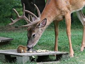 deer and squirrel eating together, funny animal pictures of the week