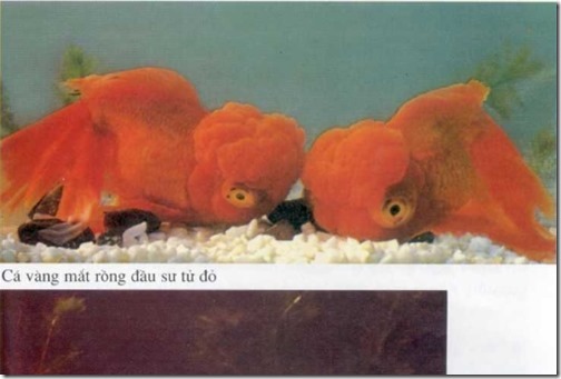 ca-vang-mat-rong-trung-quoc-goldfish-chinese