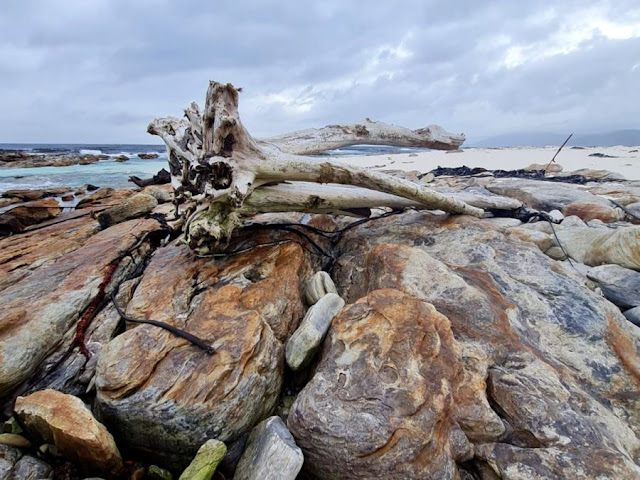 Tree washed up on Oliphantbos Beach - Cape Point