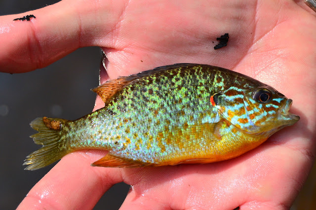 Lepomis gibbosus