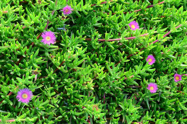 Ice Plant, Hottentot Fig, Sour Fig