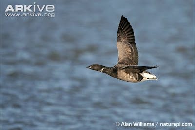 Brent Goose