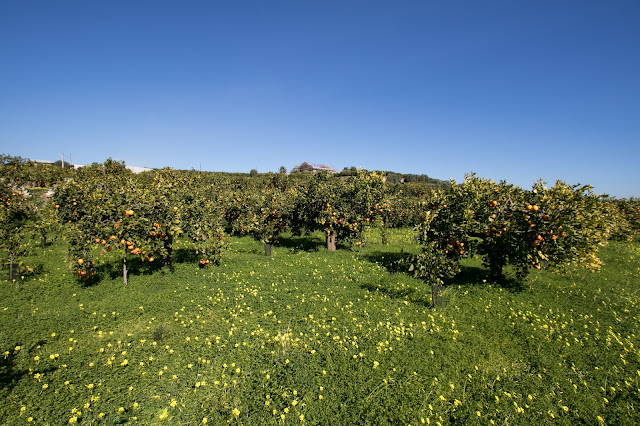 Azienda rossa-L' Amara