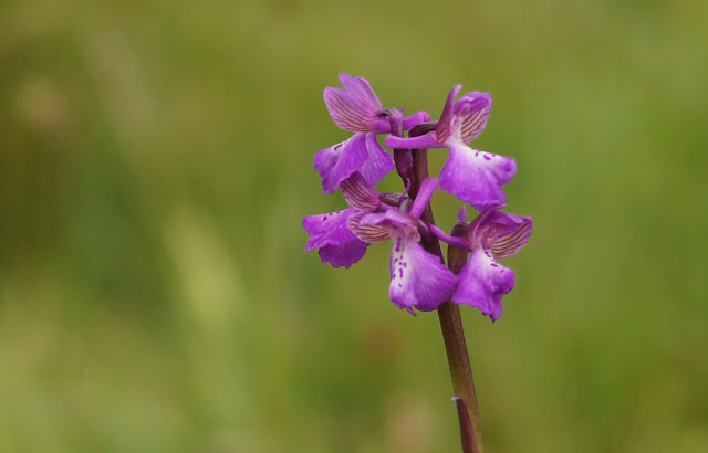 wild flowers in May in the Norfolk countryside