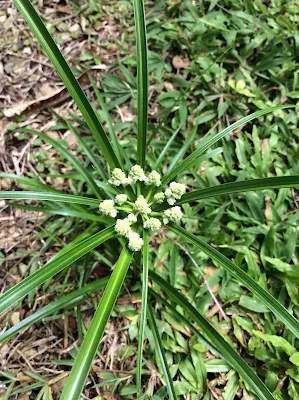 Planta herbácea - Cyperus luzulae