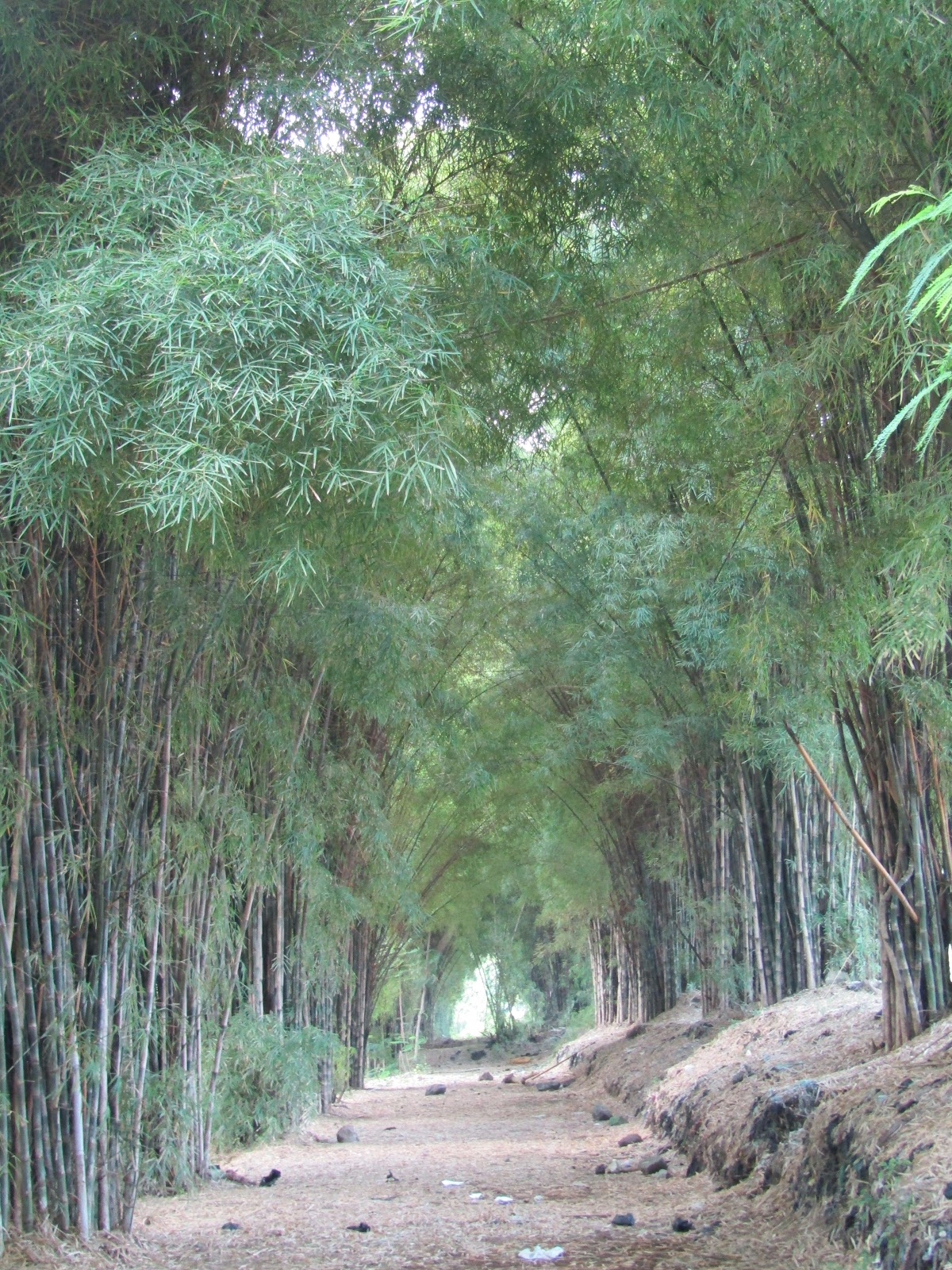 surabayakeren: Kebun Bambu Keputih, Taman Sakura (Surga Selfie Surabaya)