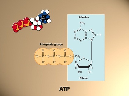ATP