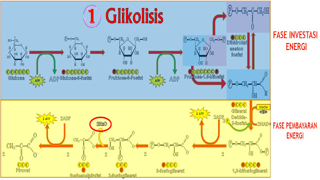 TAHAPAN GLIKOLISIS