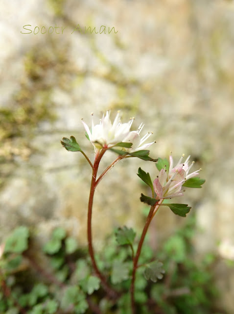 Chrysosplenium album