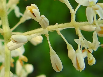 光蠟樹的花