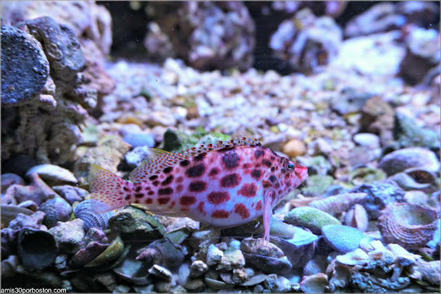 Peces del Mar de Cotez en el Acuario de Boston