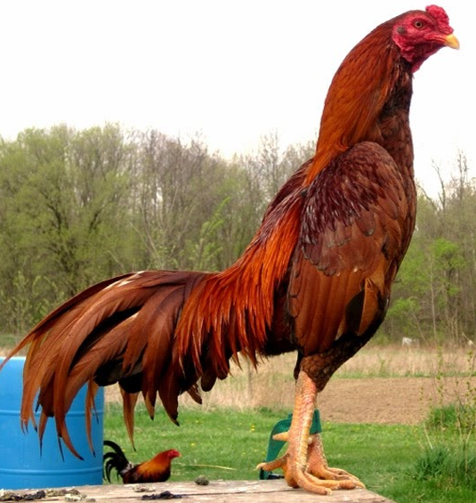  Gambar  Model Kandang Ayam  Minimalis Unik Modern Terbaru 