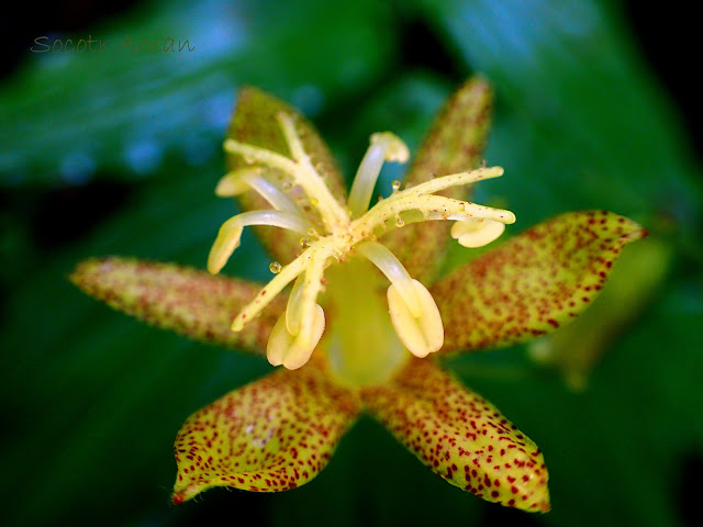 Tricyrtis latifolia