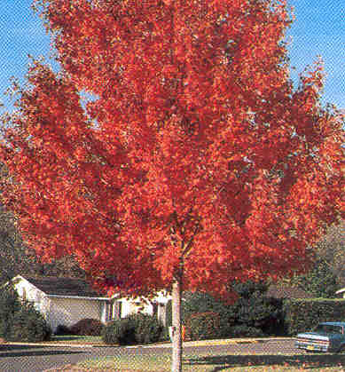 Autumn Glory Maple2