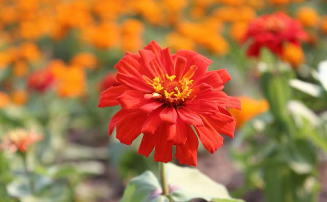 Zinnia Flowers