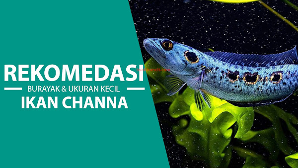 Butuh REKOMENDASI Jenis Makanan untuk Ikan Channa BURAYAK dan UKURAN KECIL? Ini Dia!