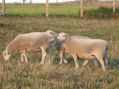 Wiltipoll ewes