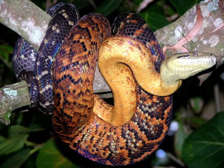 Exploring Jamaica : Knowing About the Jamaican Boa