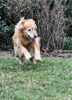 Image of Bailey running