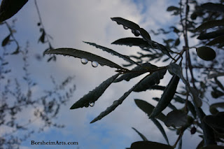 Tuscan Raindrops Water After Storm Olive Tree