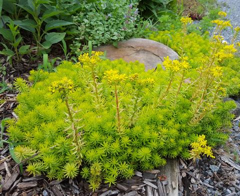 Sedum