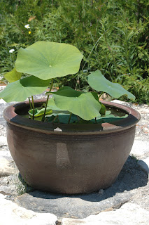 Nelumbo