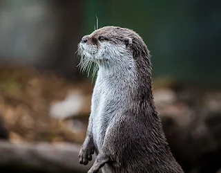 Photo of a otter.