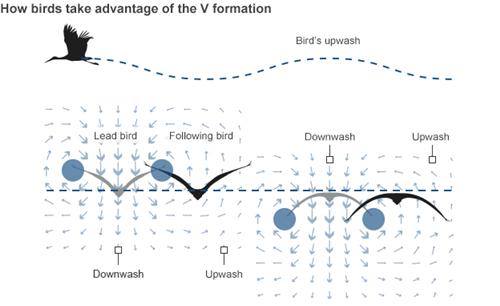 Tại sao đàn chim bay theo đội hình chữ V